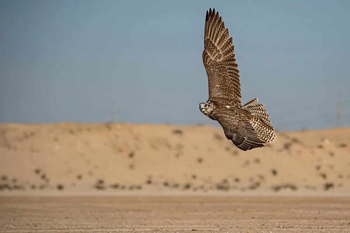 كأس محمد بن راشد لسباقات الصقور- الصورة من مركز حمدان بن محمد لإحياء التراث 