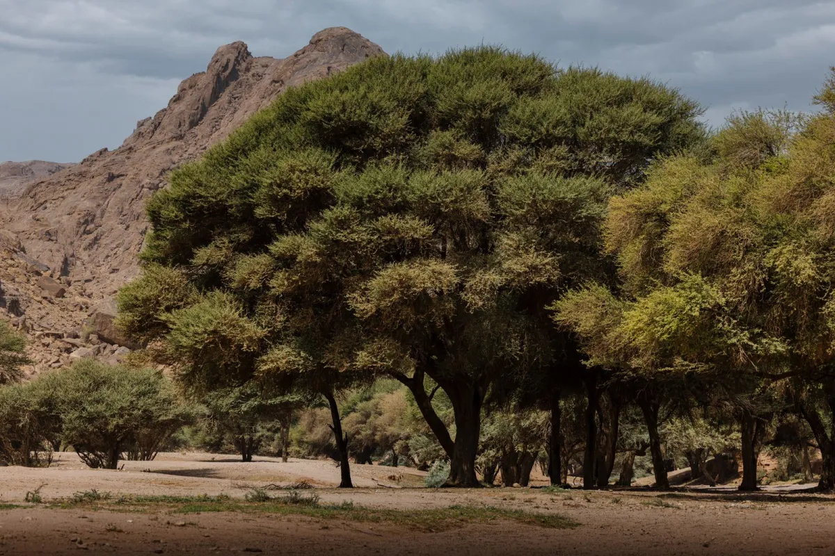 ثلاث موجّهات رئيسة تساهم في تنمية الغطاء النباتي