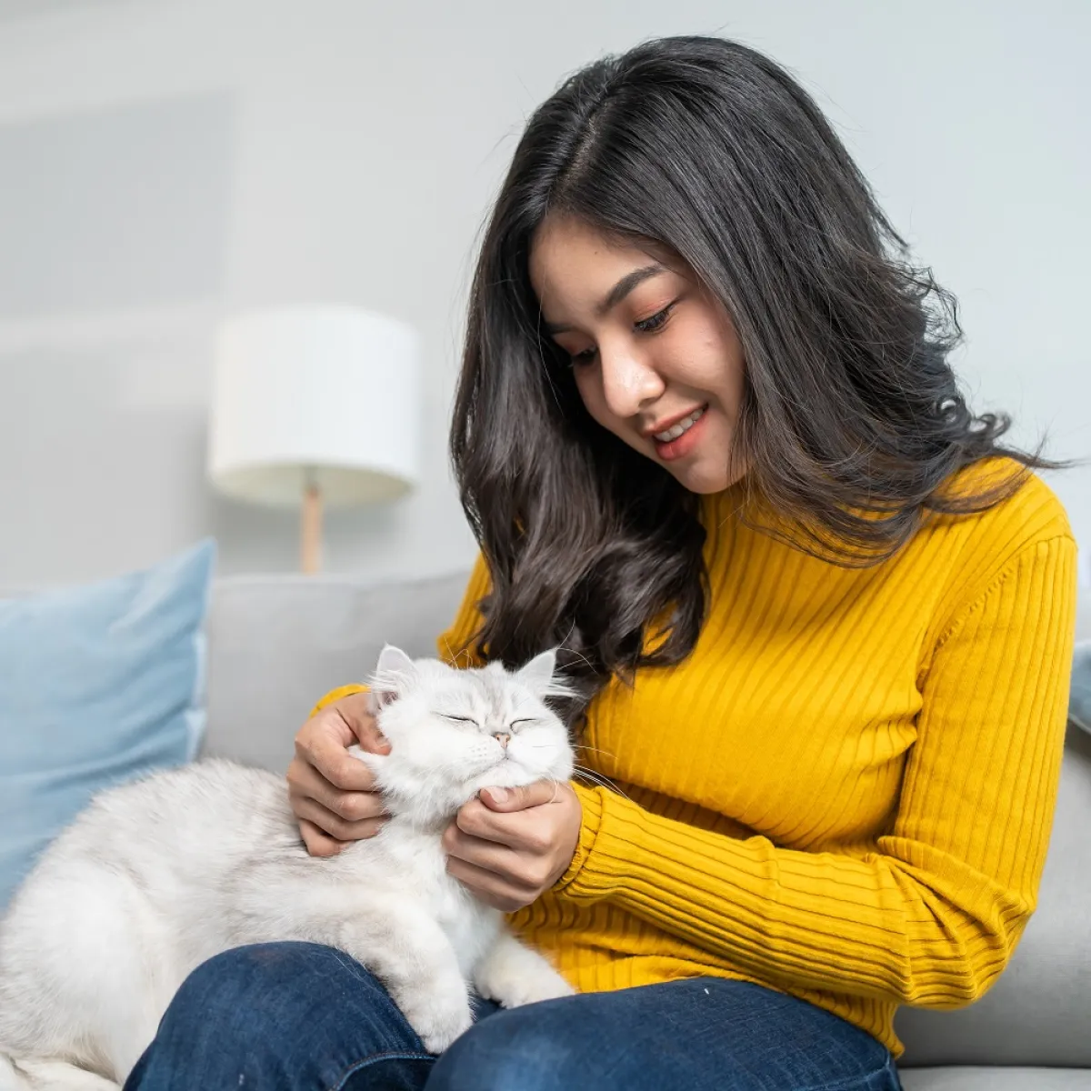 صورة لحامل تلاعب القطة