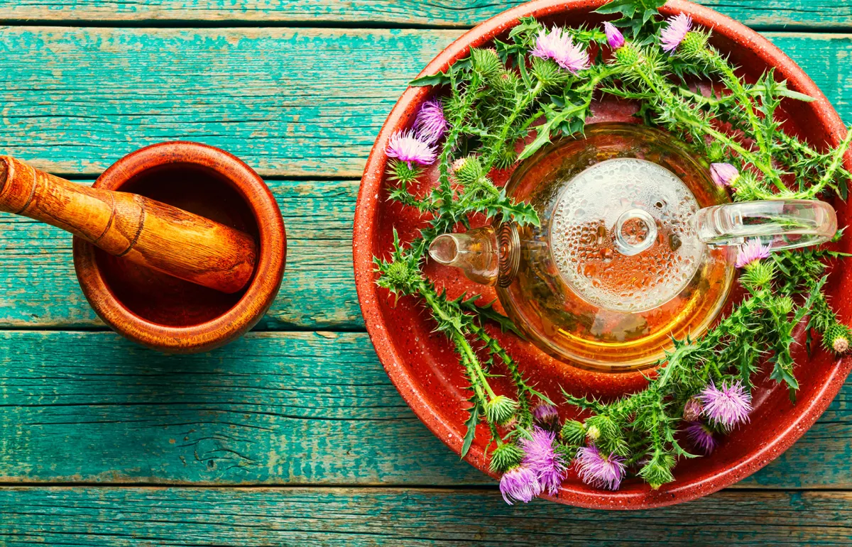 فوائد عشبة شوك الجمل