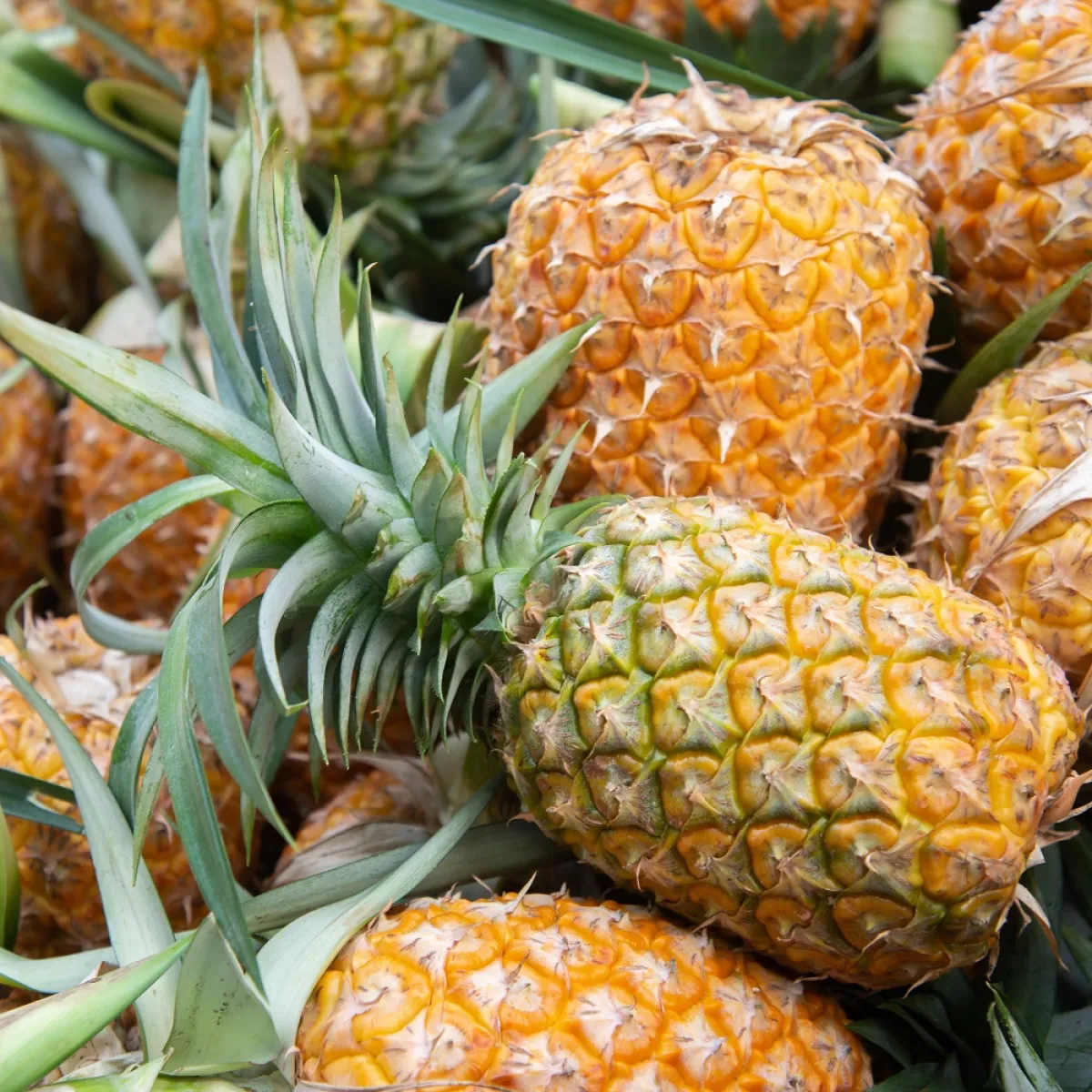 صورة لعدد من ثمرات الأناناس