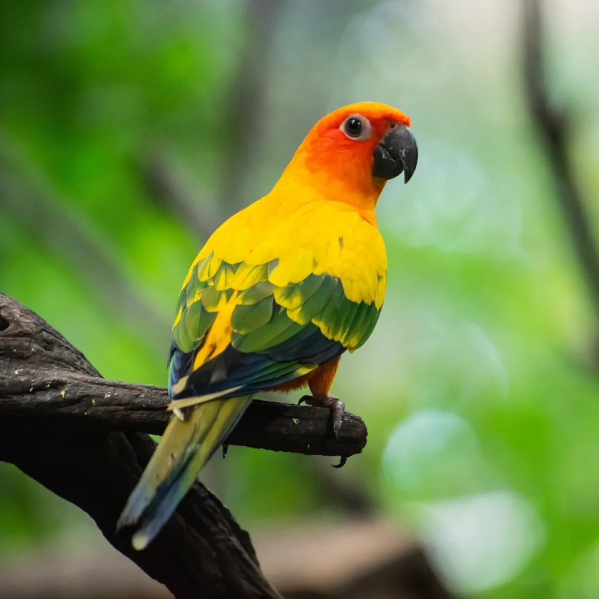 صورة للببغاء