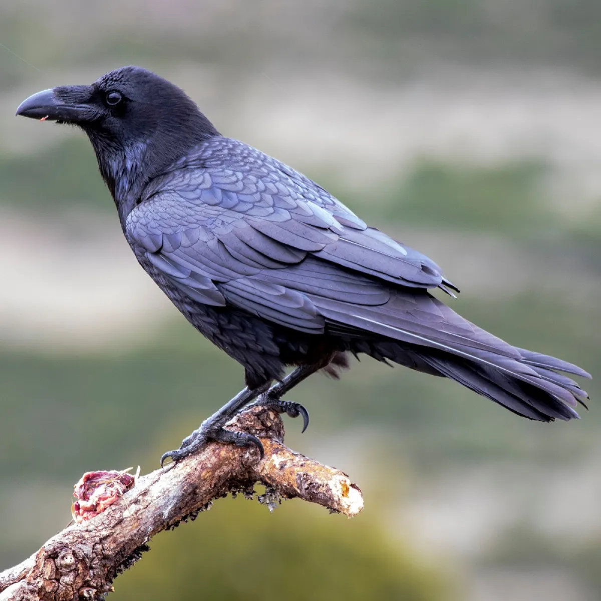 صورة للغراب