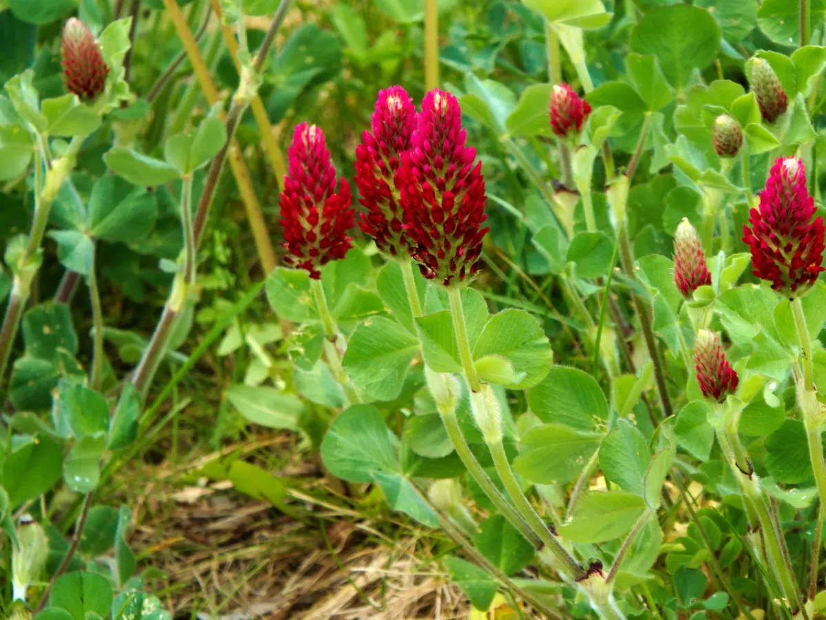 صورة البرسيم الأحمر