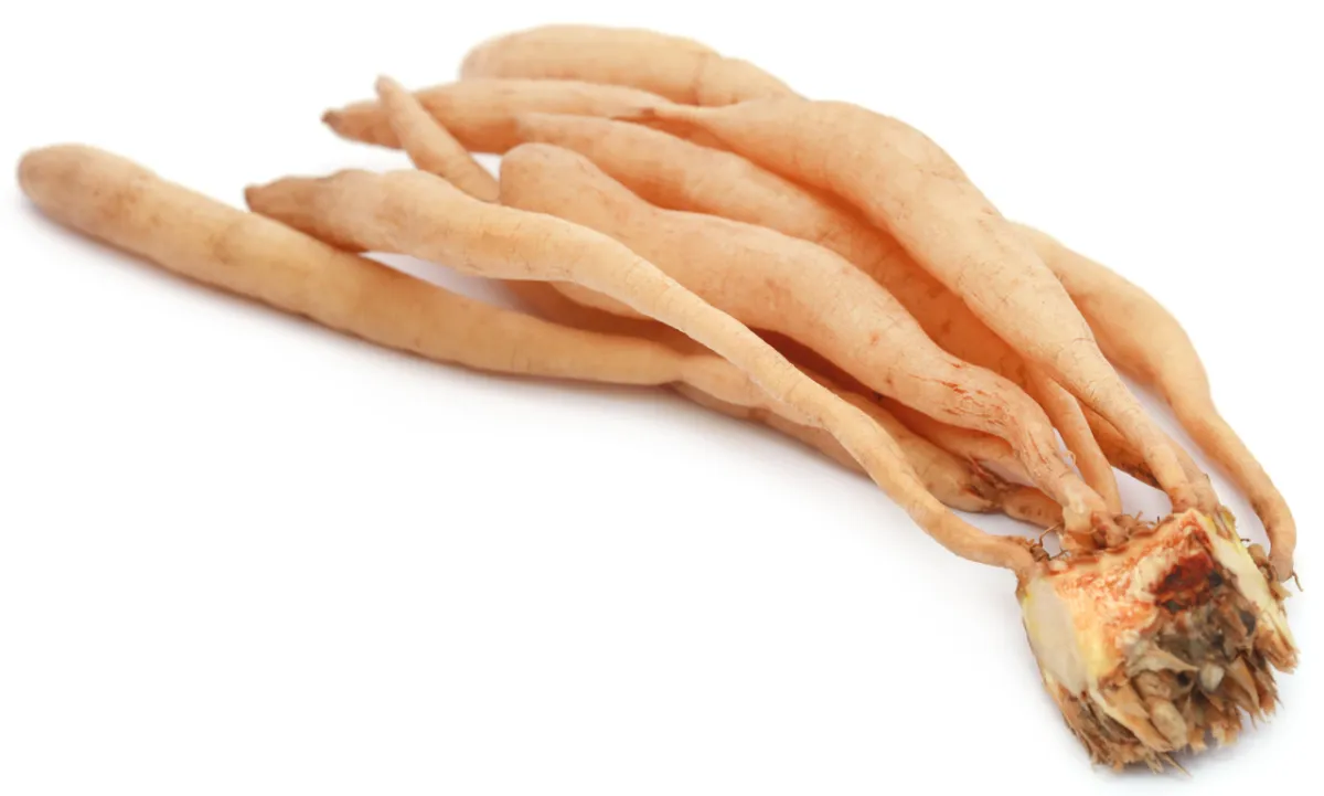 صورة لجذور محبوب