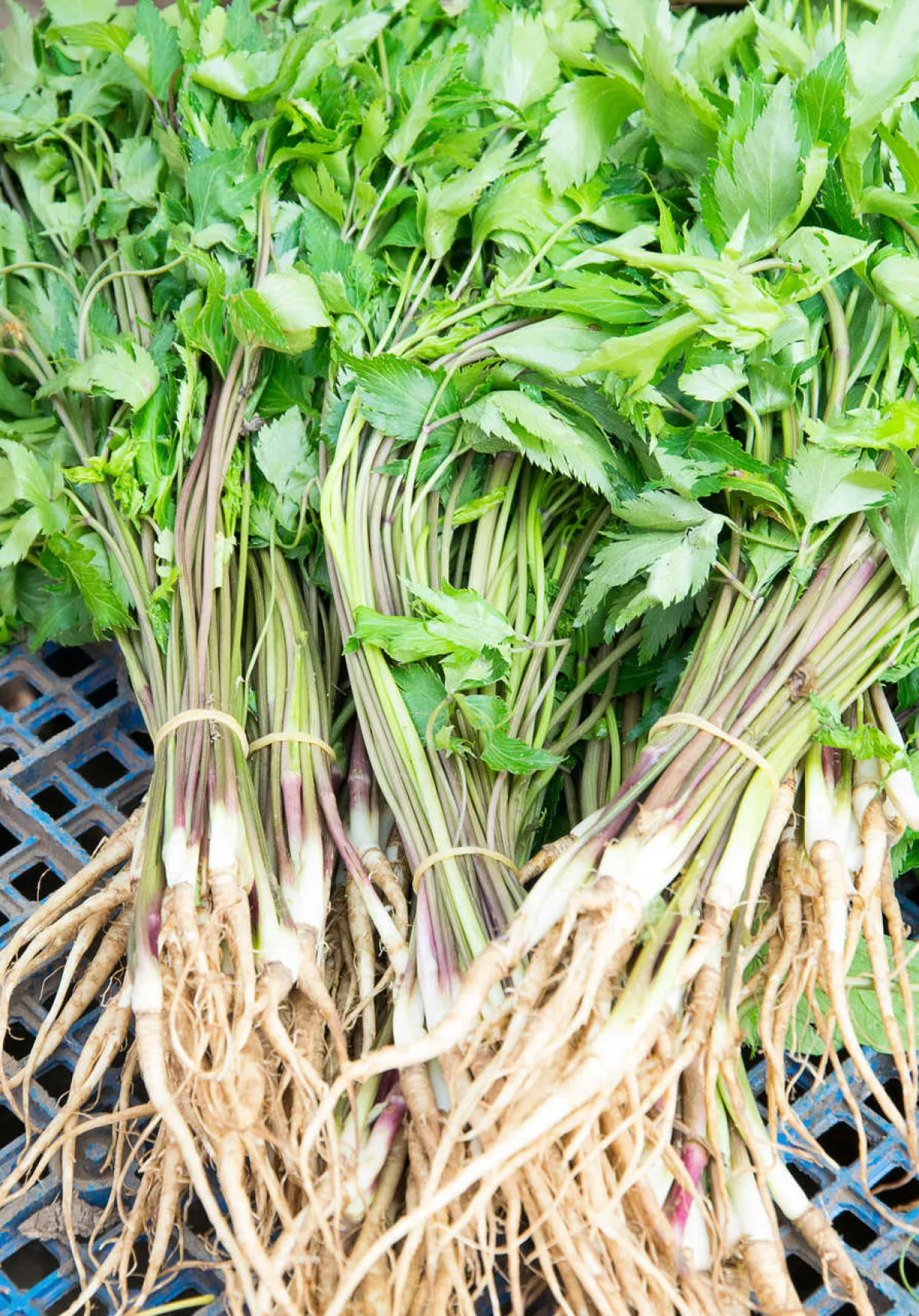 صورة لجذور الجنسينك