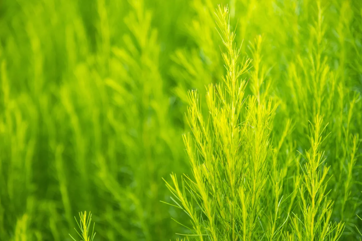 صورة لنبتة الكوهوش