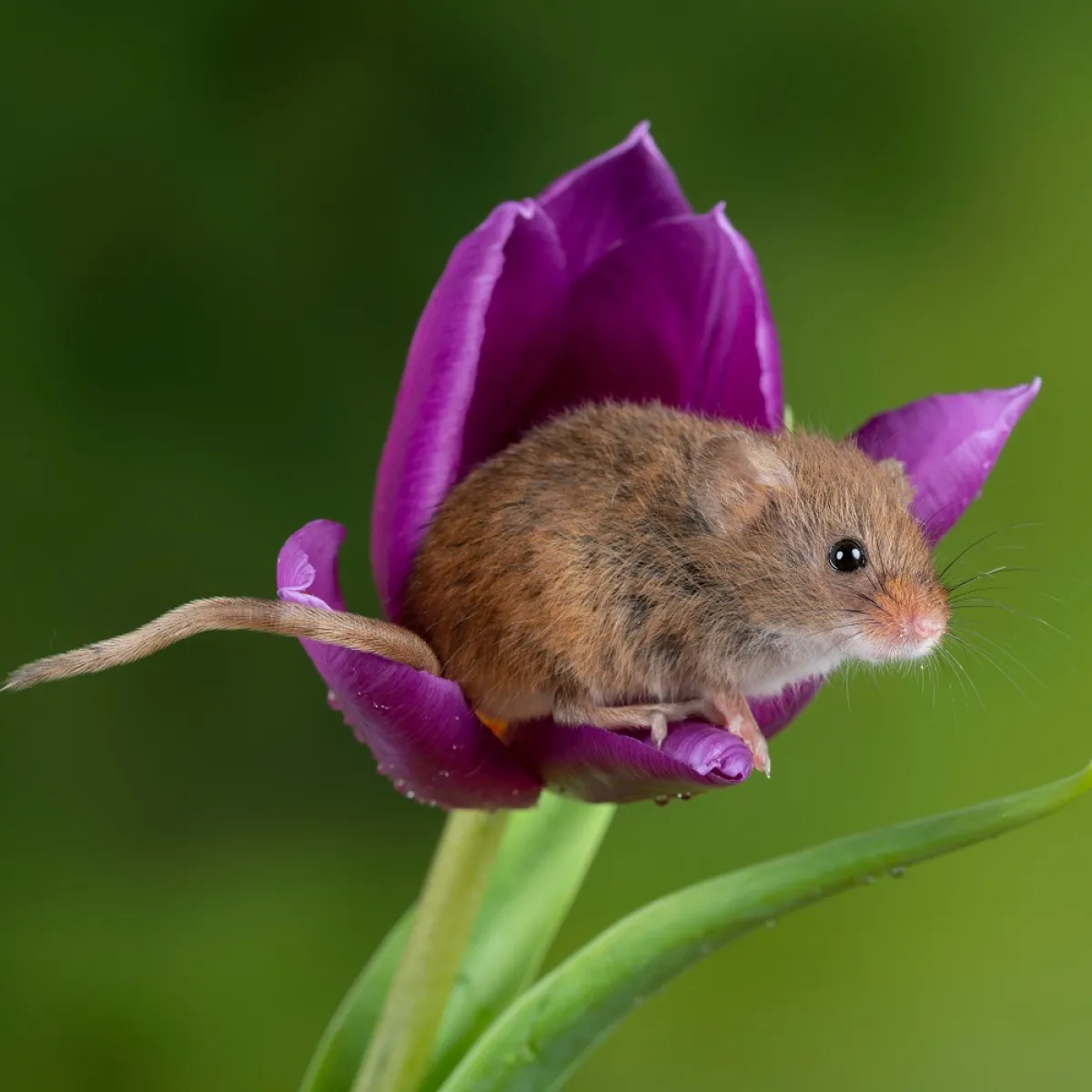 صورة لفأر يرقد على أوراق الورد