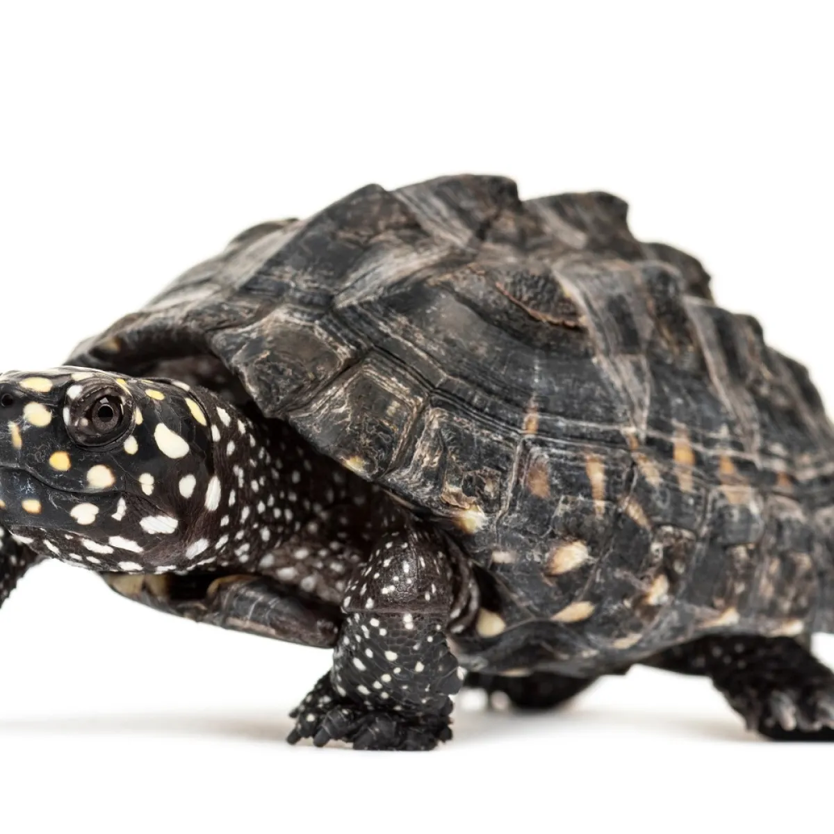 صورة للسلحفاة التي فازت بالسباق