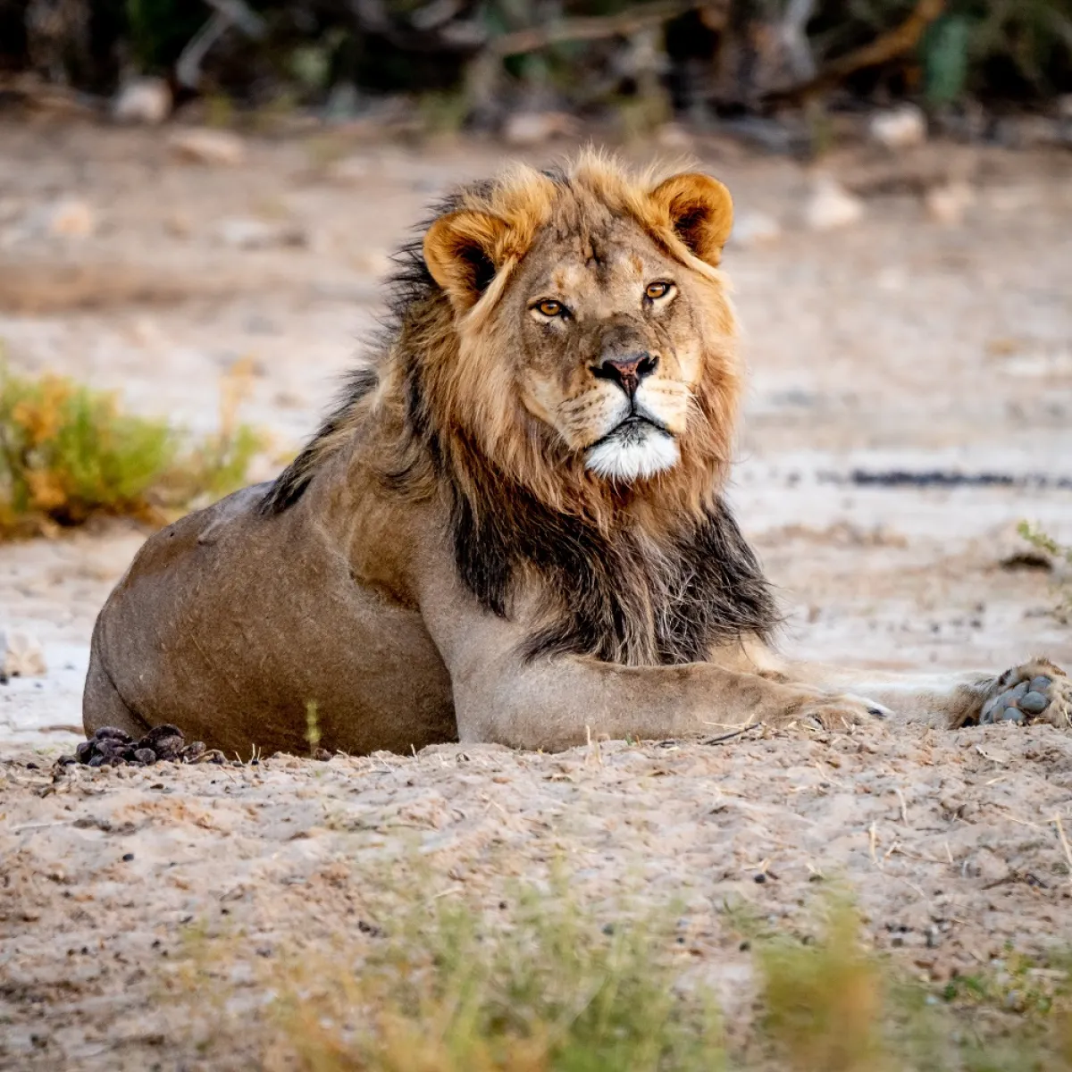 صورة للأسد ينتظر من ينقذه