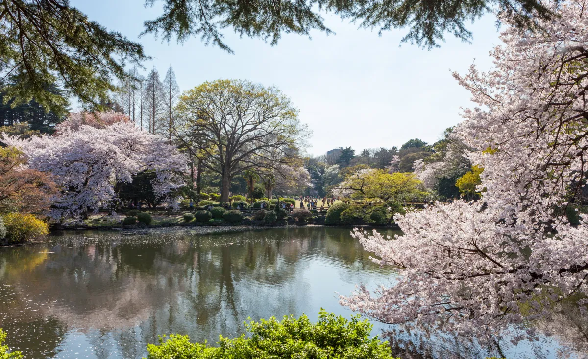 حديقة «شينجوكو جيون» الوطنية في طوكيو 