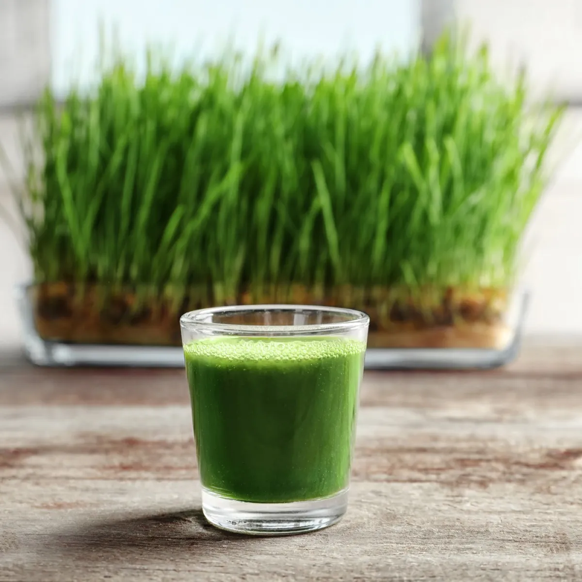 صورة لكوب من عصير عشبة القمح