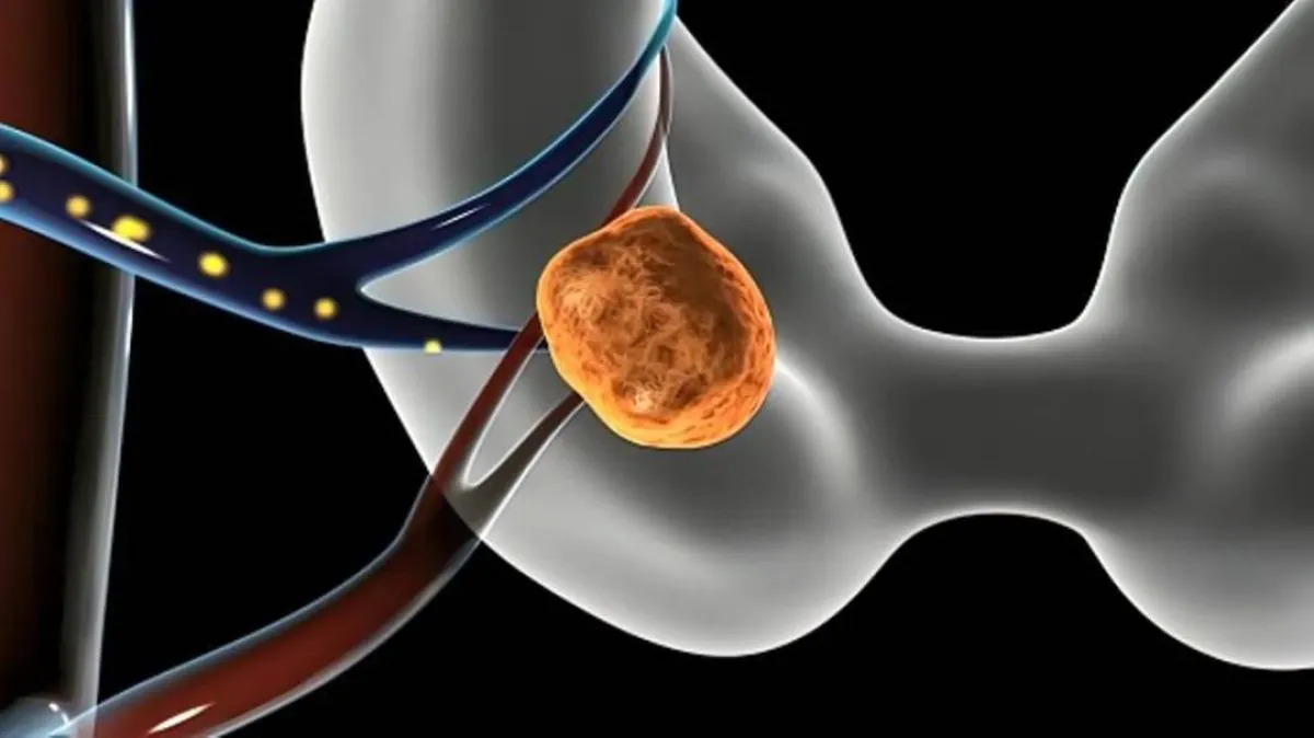 صورة تصف انغراس البويضة وحدوث الحمل