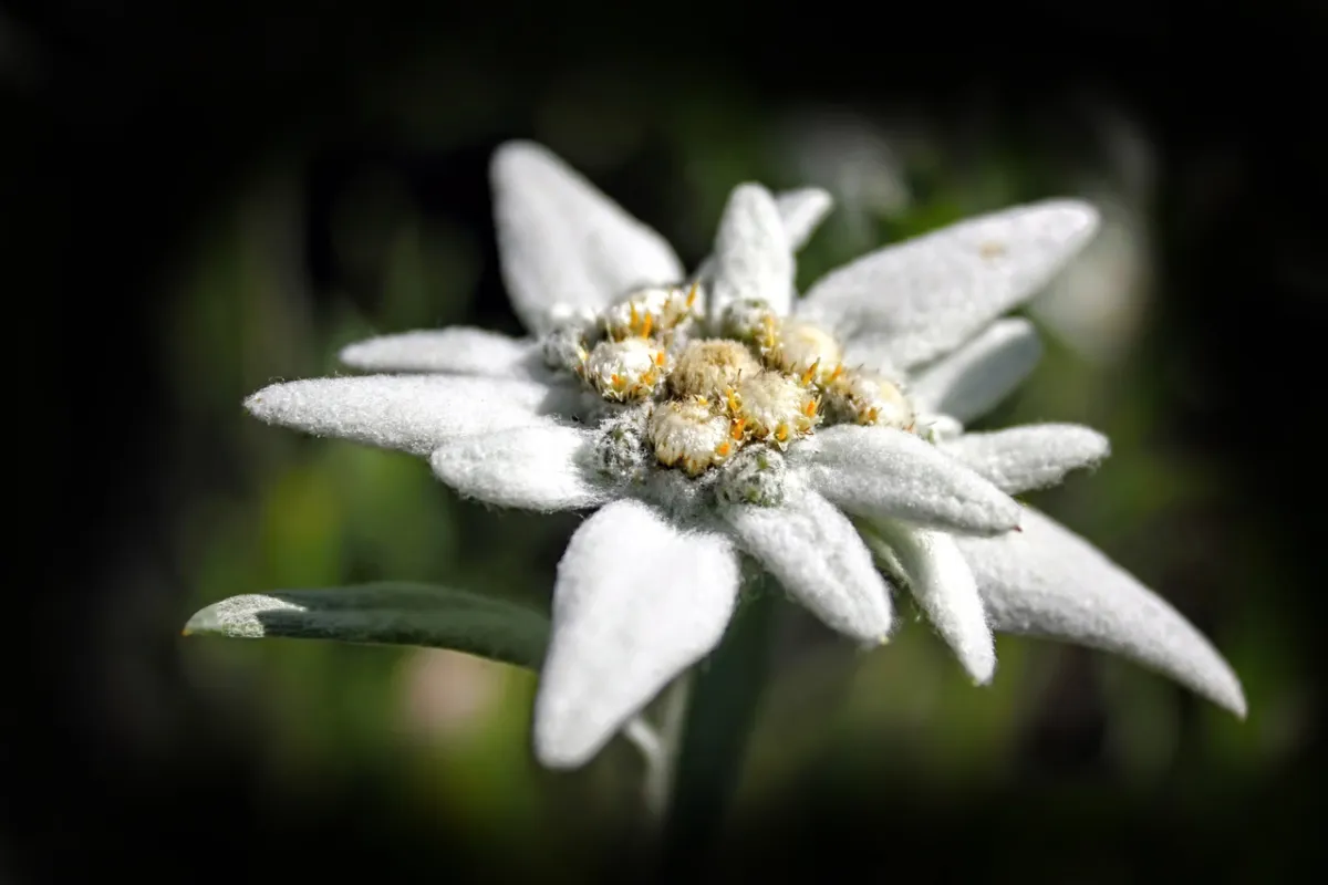 صورة لزهرة نادرة