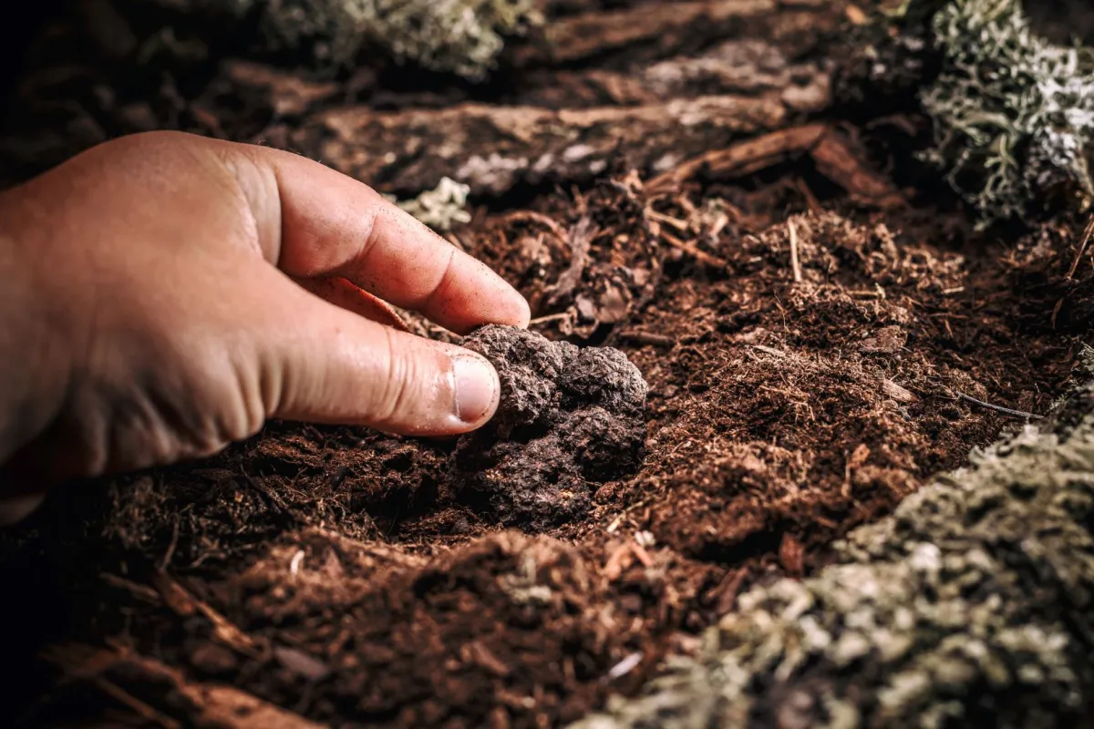 تفسير حلم جمع الفقع من الأرض- الصورة من Adop Stock