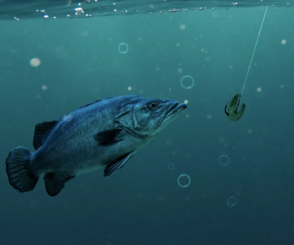 هيئة البيئة بأبوظبي تسجل ارتفاعا في "مؤشر الصيد المستدام" للأسماك للعام الرابع على التوالي - الصورة من موقع مكتب أبوظبي الإعلامي