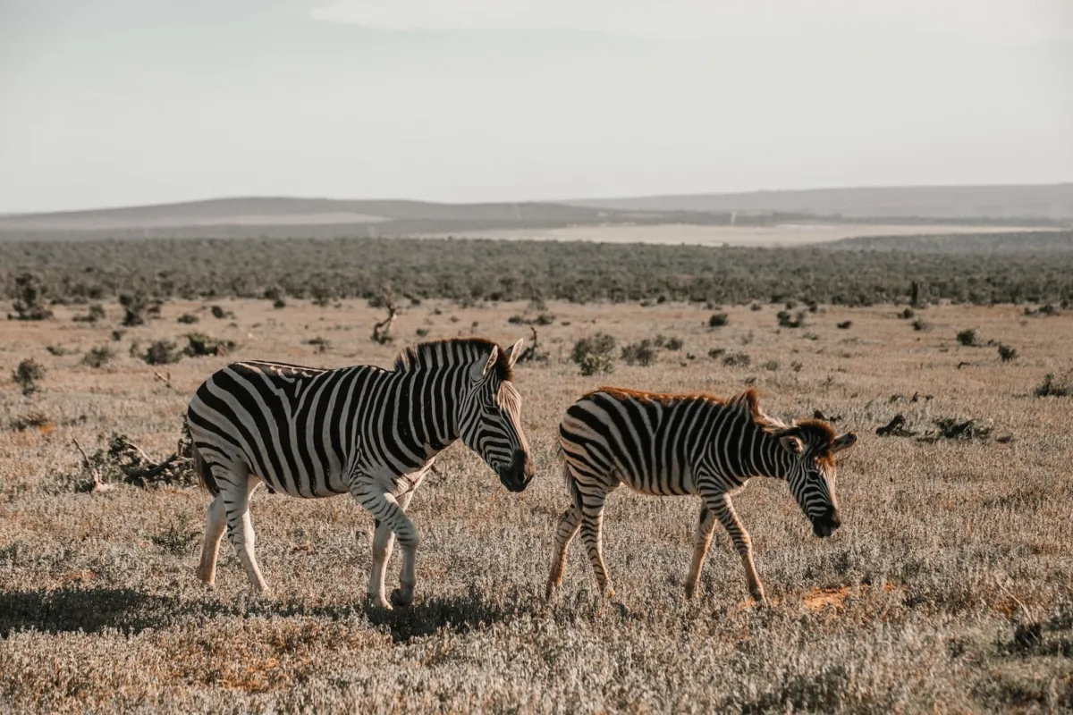 اليوم العالمي للأحياء البرية