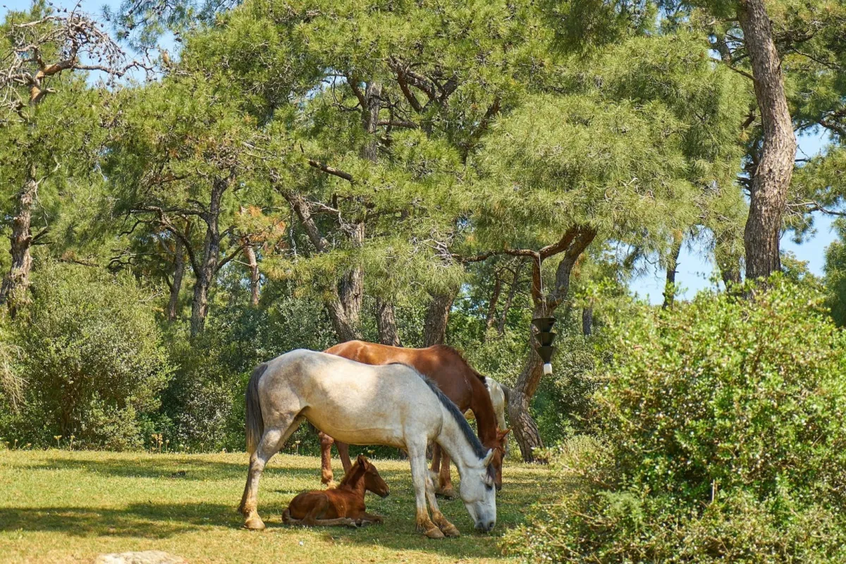 اليوم العالمي للأحياء البرية