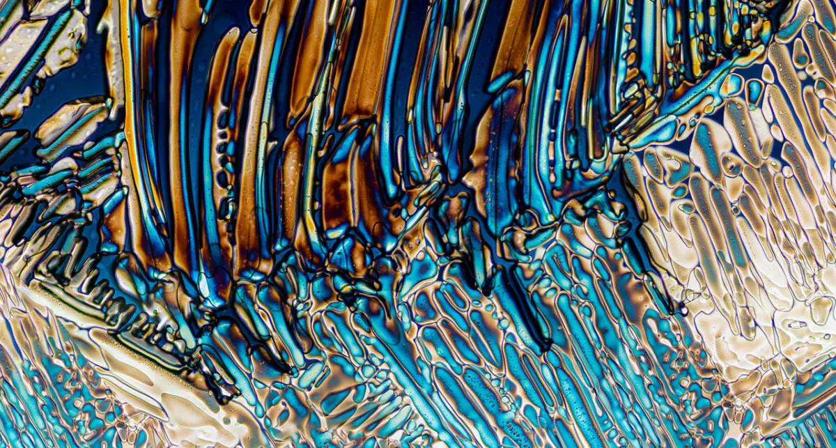 صورة للفحص المجهري