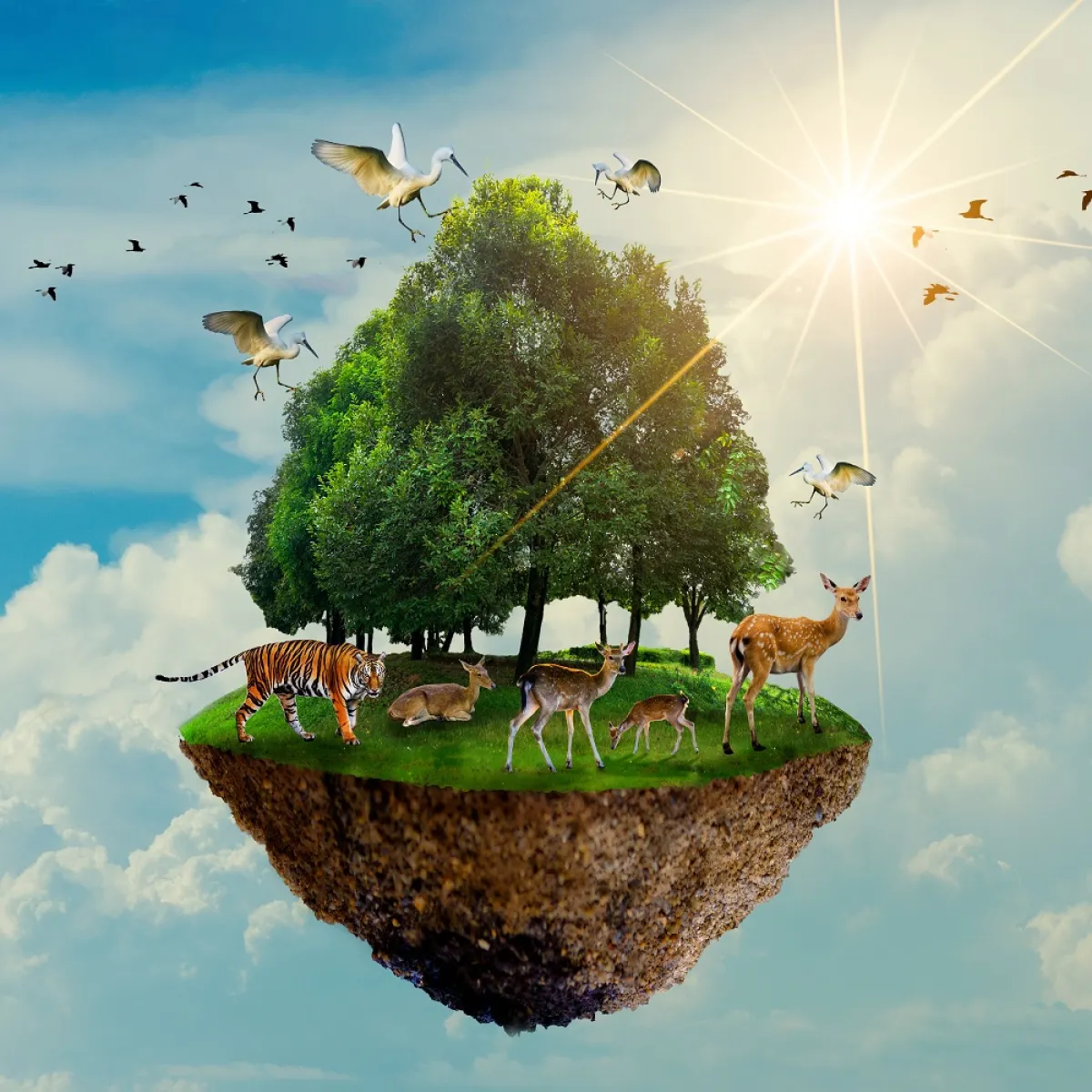 صورة ترمز للحياة البرية