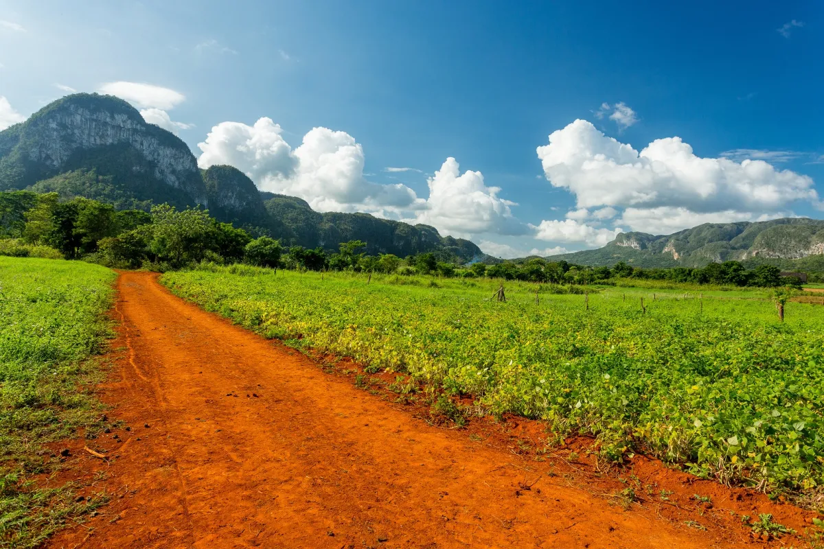 جانب من فيناليس