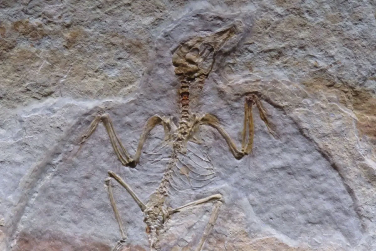 حفرية قديمة