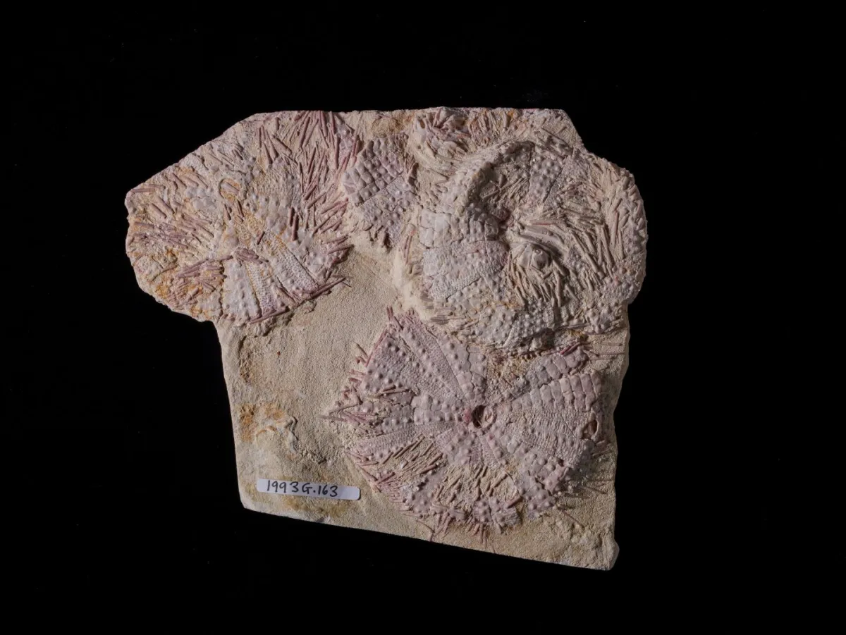 اكتشاف أثري