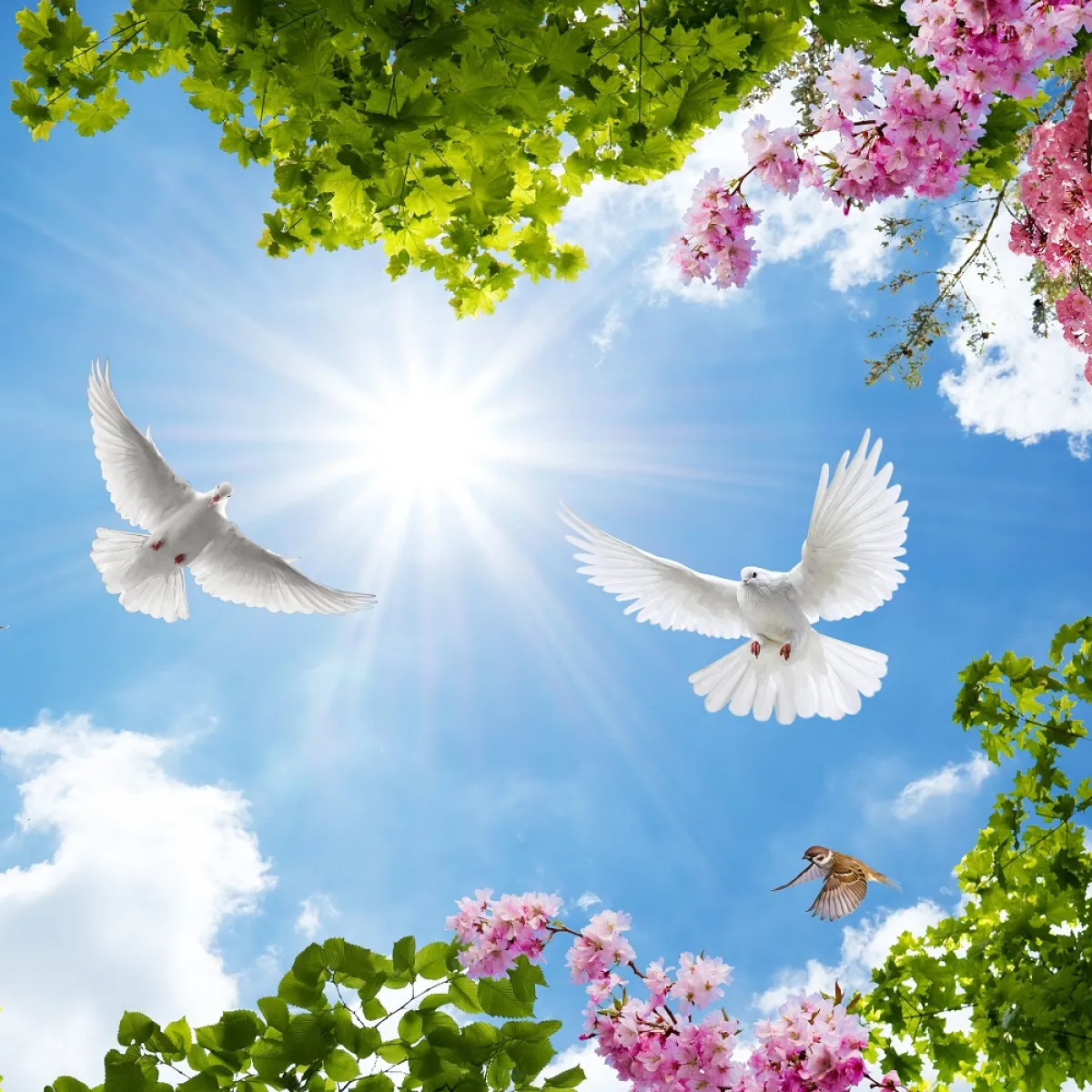 صورة جميلة لزوج من الحمام