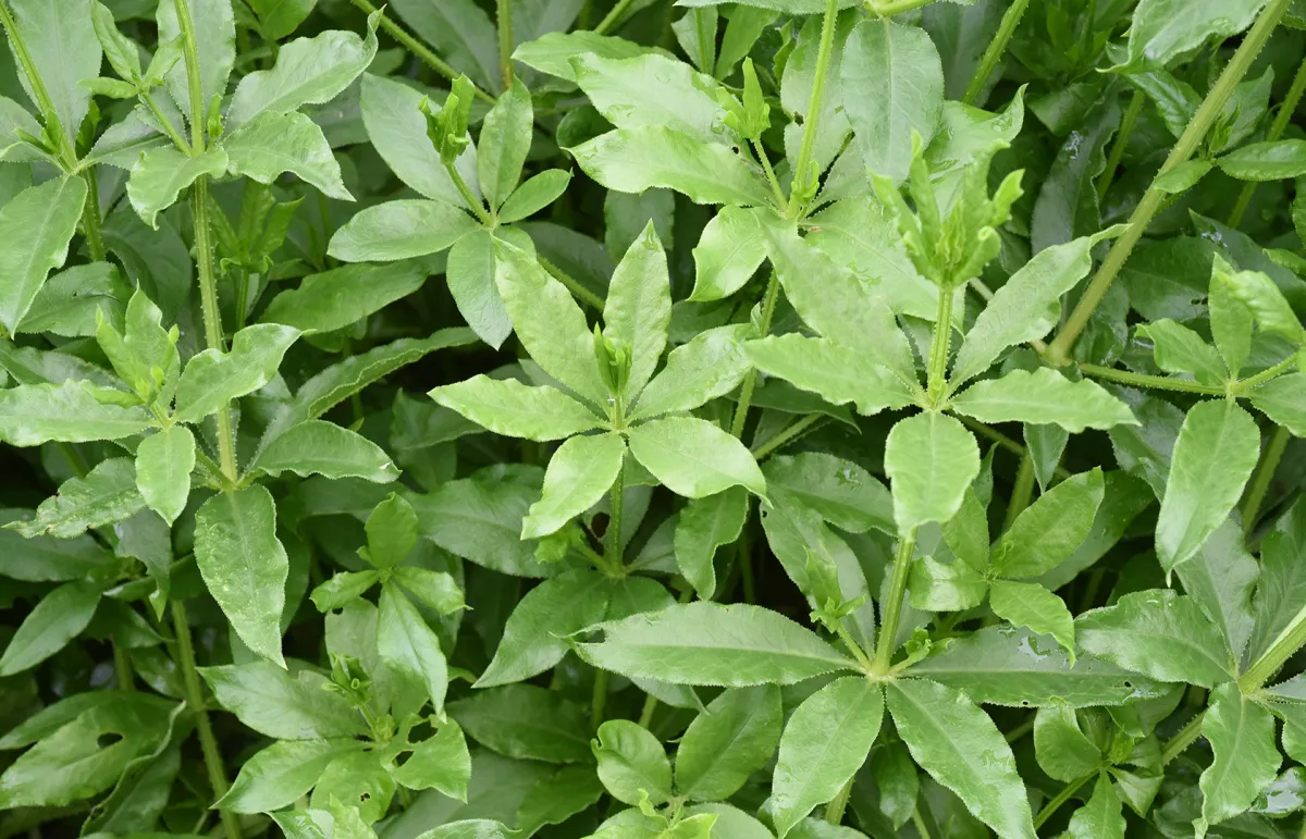 فوائد عشبة الفوة للنساء