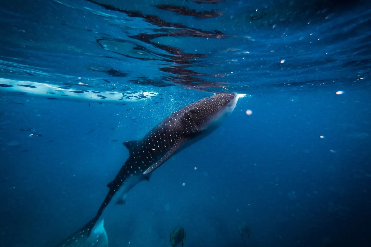 حوت يسبح بالمحيط