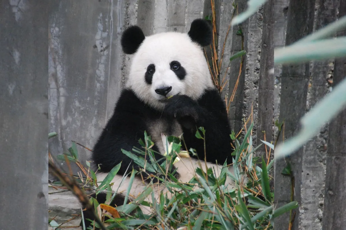 حقائق ممتعة عن الباندا