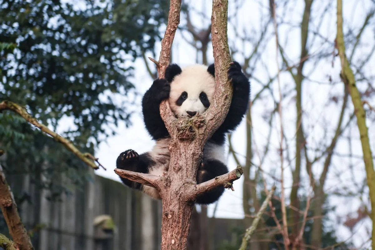 حقائق ممتعة عن الباندا