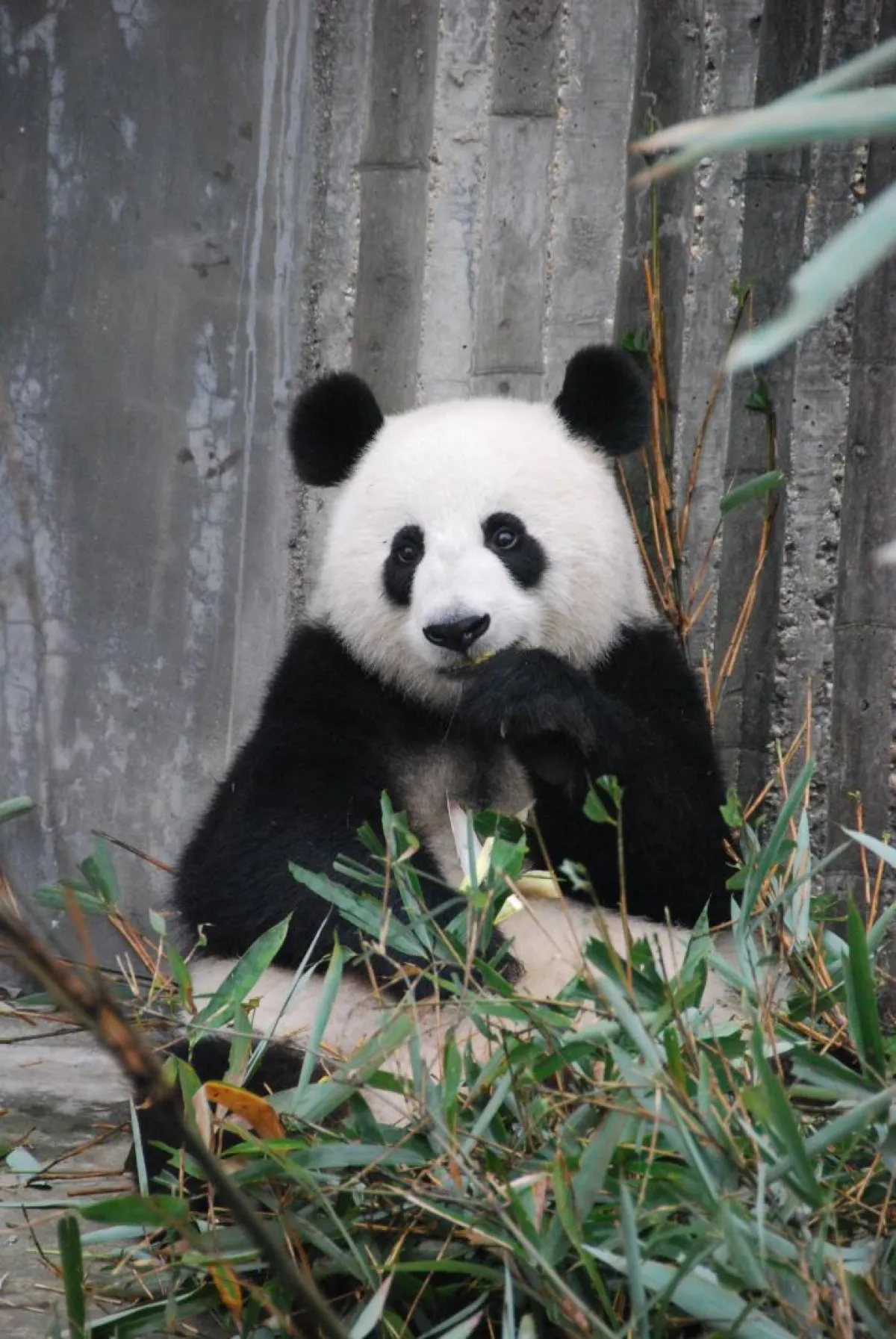 حقائق ممتعة عن الباندا