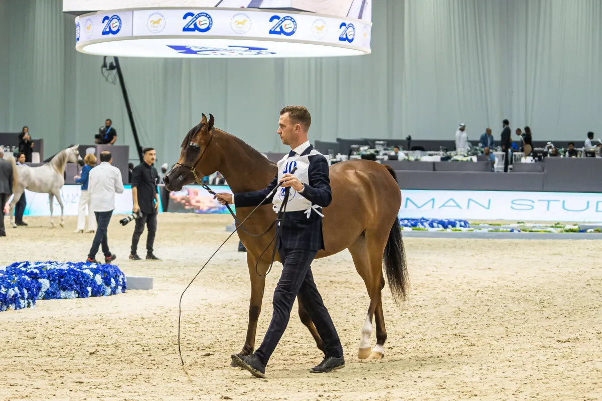  سيشارك في بطولة هذا العام عدد من أبرز الخيول الحاصلة على الميداليات الذهبية والفضية والبرونزية. الصورة من مكتب دبي الإعلامي