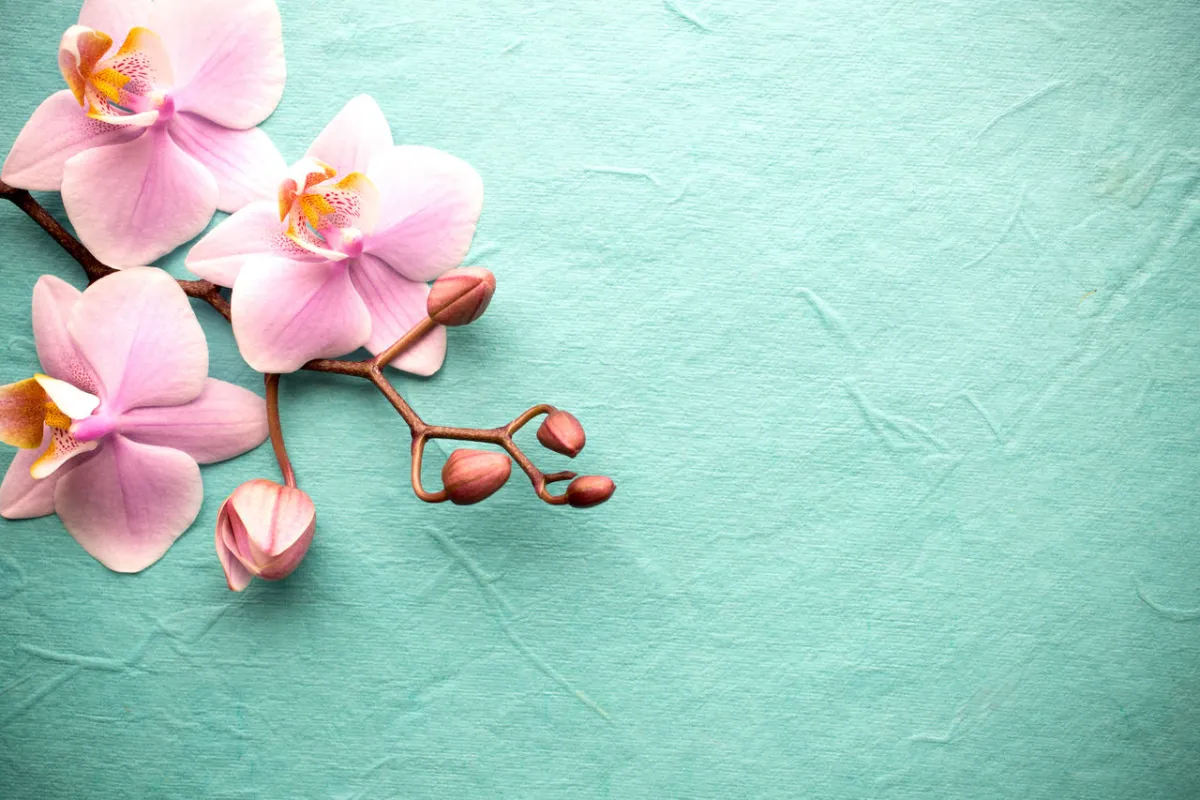 صورة زهرة الأوركيدا