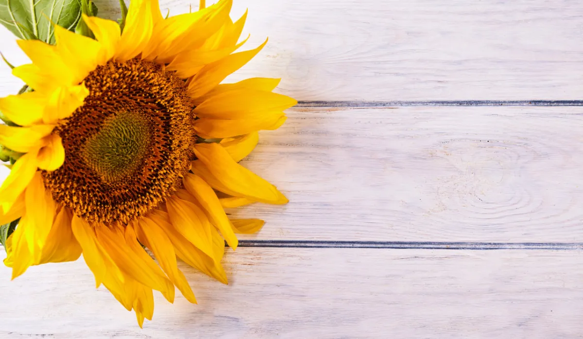 صورة زهرة عباد الشمس