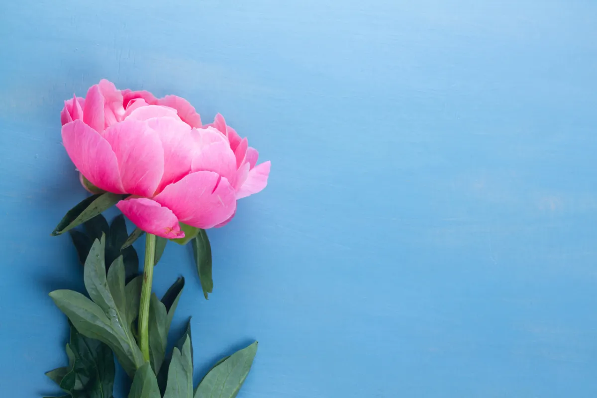 صورة زهرة الفاوانيا