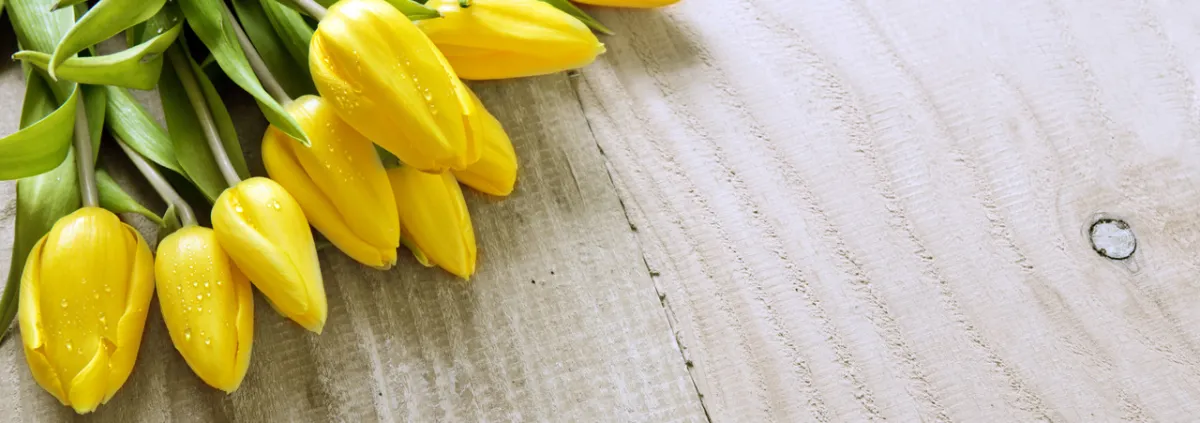 صورة زهرة التوليب