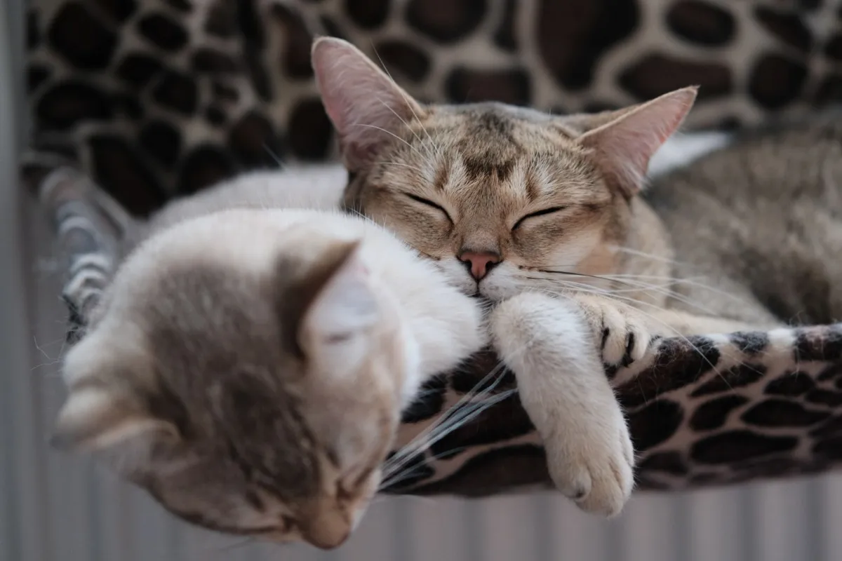 قطتين جميلتين