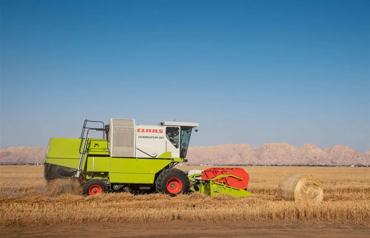 تضم المرحلة الأولى من زراعة القمح على مساحة 400 هكتار. الصورة من مكتب الشارقة الإعلامي