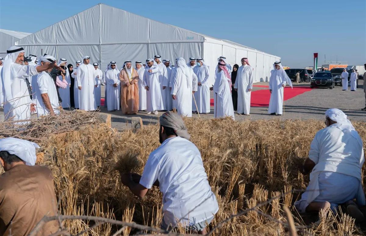 عملية حصد القمح. الصورة من مكتب الشارقة الإعلامي