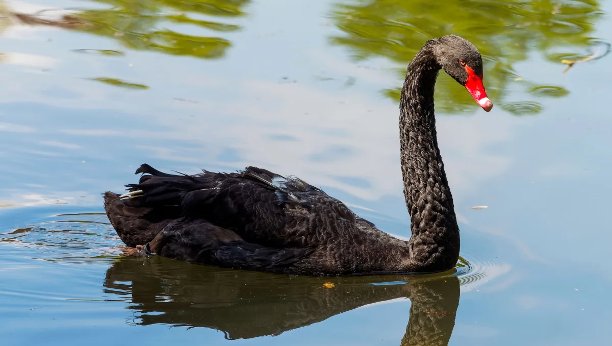 ما هو فخ البجعة السوداء؟