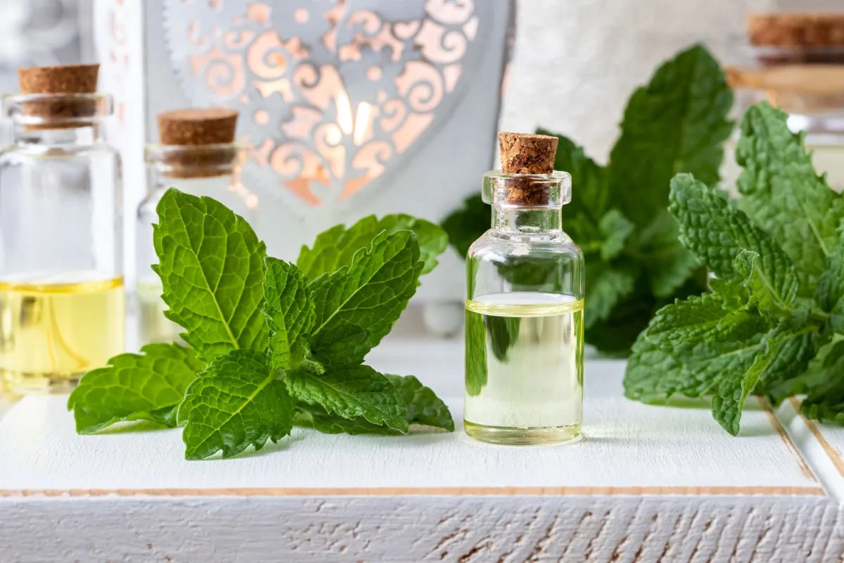 زيت النعناع من أشهر الزيوت العشبية التي تستطيع علاج الجيوب الأنفية (المصدر: Adobe.Stock)