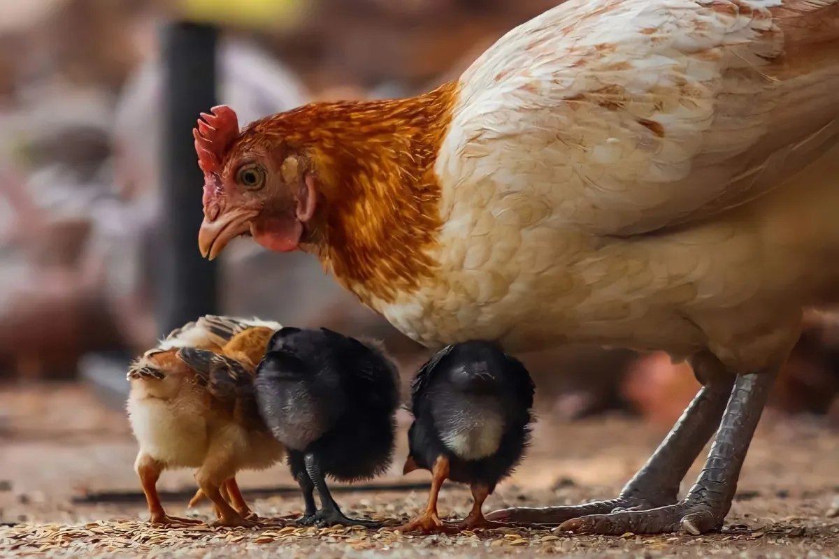 دجاجة تطعم صغارها