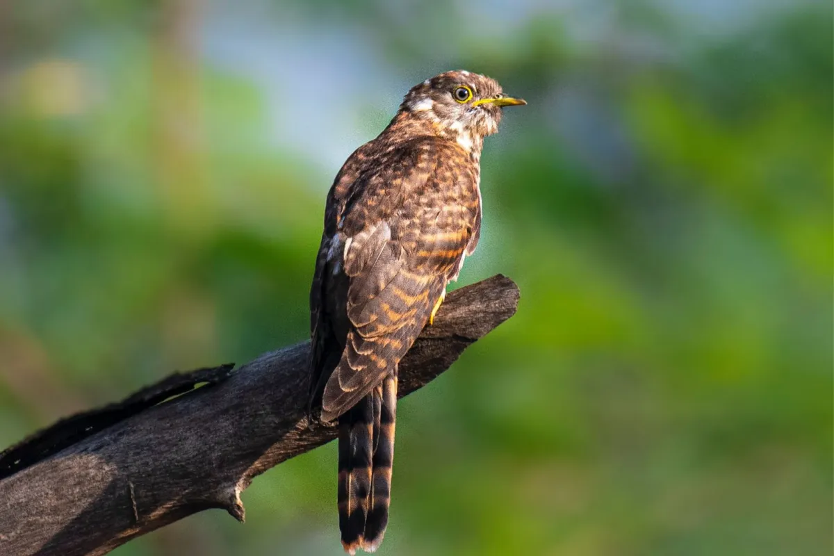 طائر الوقواق