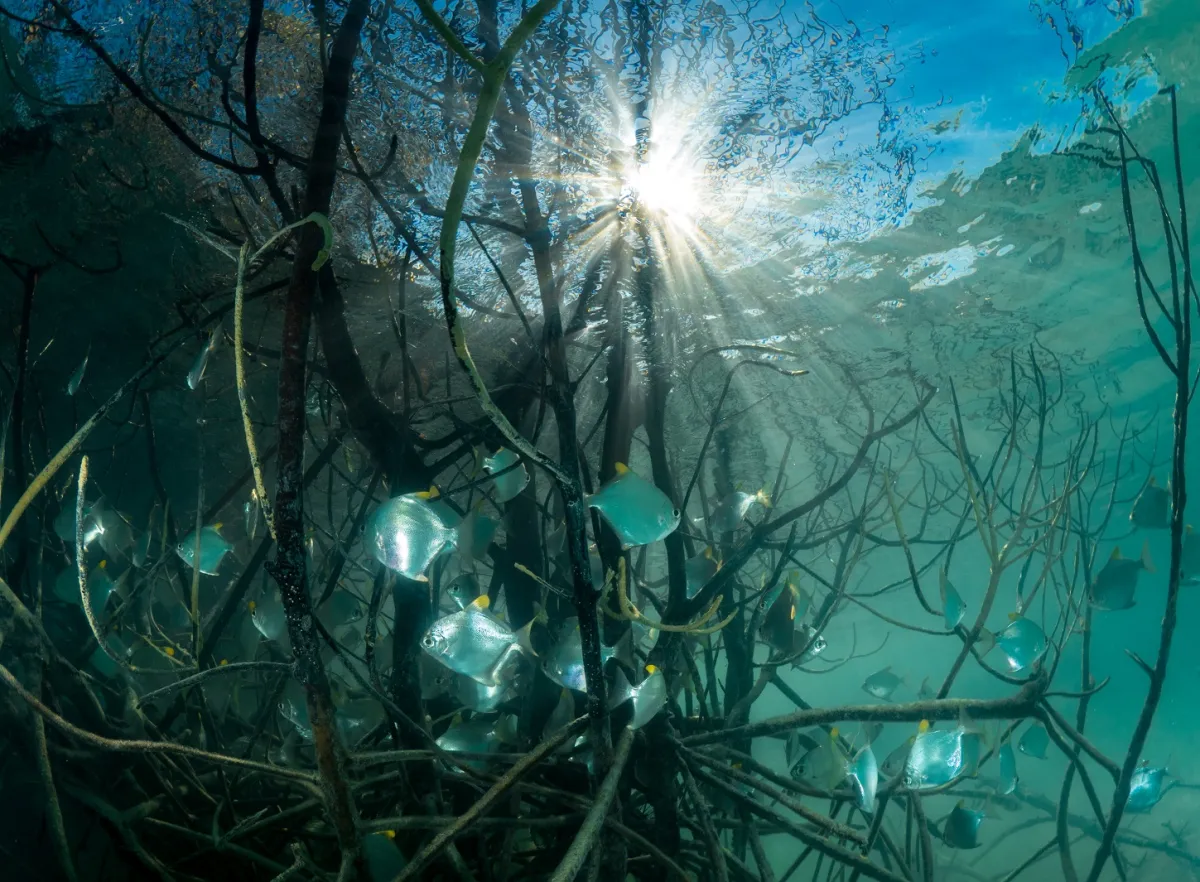 صورة مقربة لأسماك تسبح بالقرب من ساحل شجر المانجروف -المصدر: العلاقات العامة لهيئة السياحة