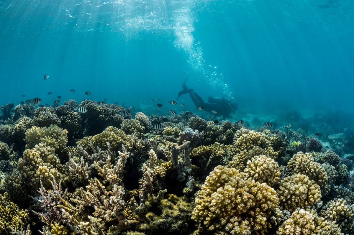 غواص يغوص تحت الماء محاطاً بالشعاب المرجانية والأسماك -المصدر: العلاقات العامة لهيئة السياحة