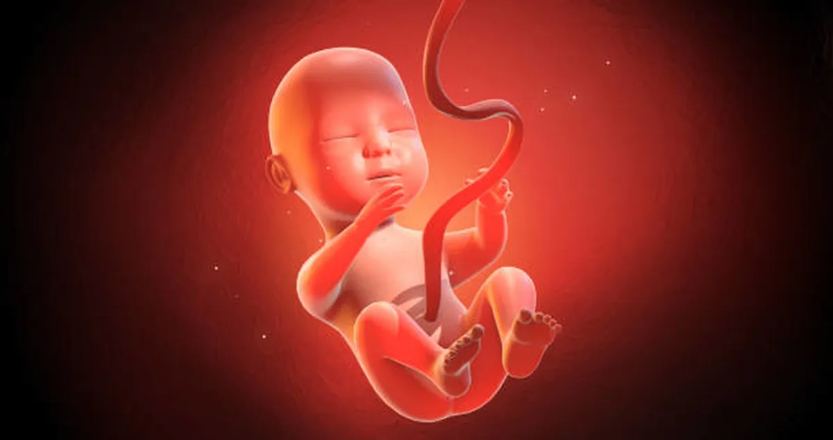 صورة للجنين في رحم الأم