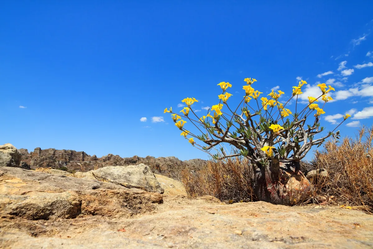 حديقة ايسالو الوطنية 