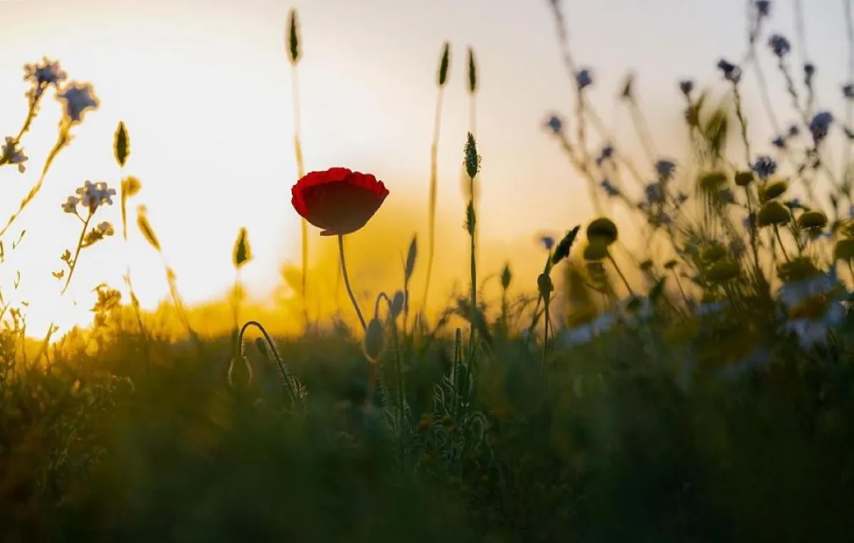 الأرصاد يكشف عن توقعاته بهطول أمطار رعدية "ربيعية" على مختلف مناطق السعودية